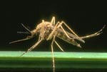 комар