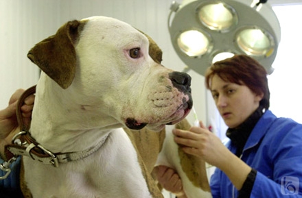 гепатит у собак передается человеку